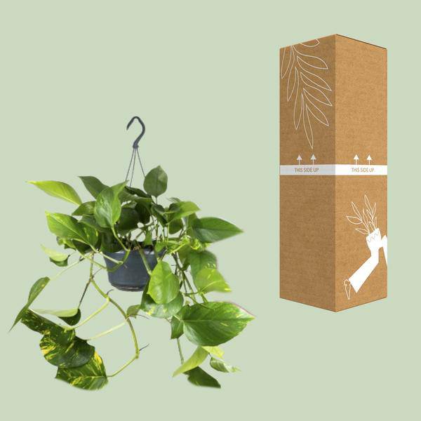 Efeutute – Epipremnum Aureum – Ø15cm x H25cm – Schneller Wuchs – Pflegeleichte Zimmerpflanze – Luftreinigend – Kletter- & Hängepflanze