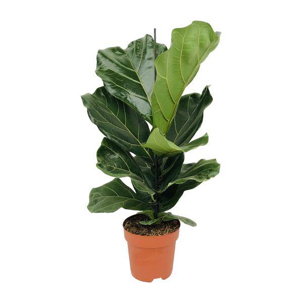 Geigen-Feige (Ficus lyrata) – Zimmerpflanze – Ø17cm ↕75cm – Trendige luftreinigende Pflanze mit großen geigenförmigen Blättern – Halbschatten – Elegante Deko