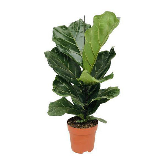 Geigen-Feige (Ficus lyrata) – Zimmerpflanze – Ø17cm ↕75cm – Trendige luftreinigende Pflanze mit großen geigenförmigen Blättern – Halbschatten – Elegante Deko