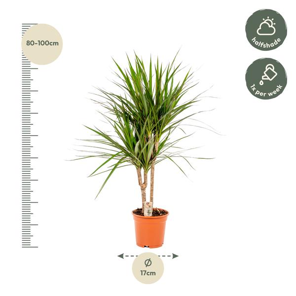 Drachenbaum Dracaena Marginata – Zimmerpflanze – ↕90cm – Ø17cm – Luftreinigende Grünpflanze – Pflegeleicht – Für Wohnzimmer, Büro & Schlafzimmer – Direkt aus der Gärtnerei