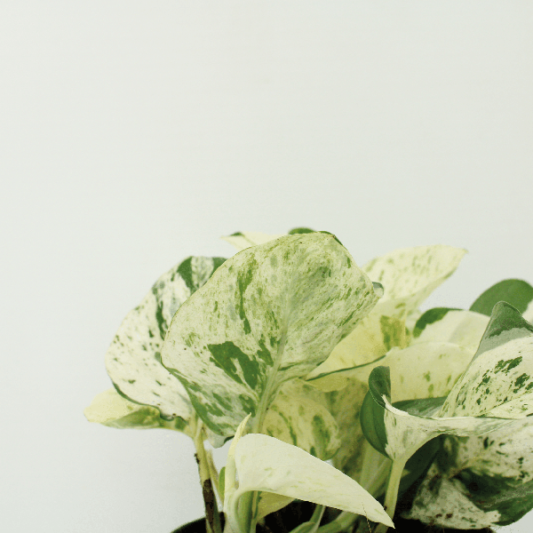 Efeutute - Epipremnum Happy Leaf Scindapsus - Zimmrpflanze - 15cm - ø12cm - 4 Stück