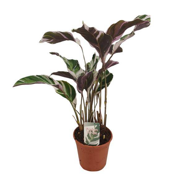 Korbmarante - Calathea Fusion Weiß Basic - Zimmerpflanze - Ø14cm - ↕40cm