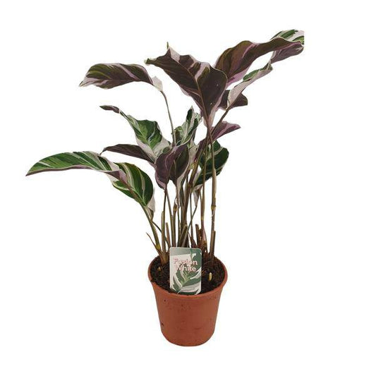 Korbmarante - Calathea Fusion Weiß Basic - Zimmerpflanze - Ø14cm - ↕40cm
