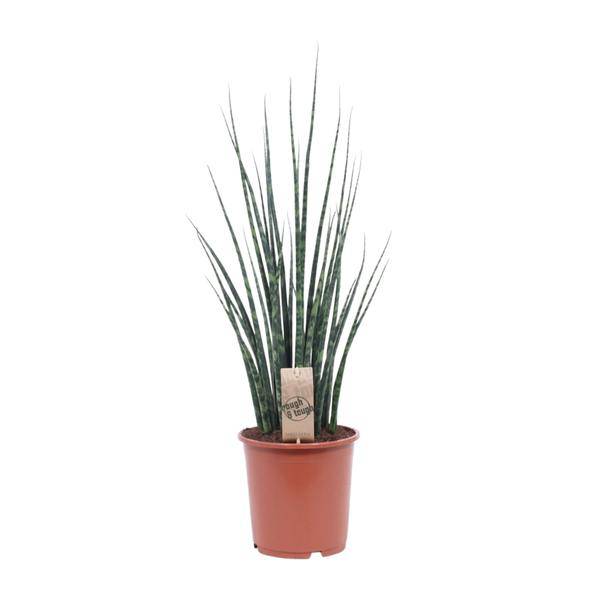 Bogenhanf - Sansevieria Fernholz Mikado - Zimmerpflanze - Ø19cm - ↕80cm