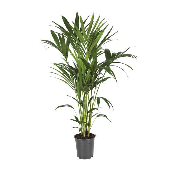 Kentiapalme - Howea Forsteriana - Zimmerpflanze - Ø21cm - ↕120cm