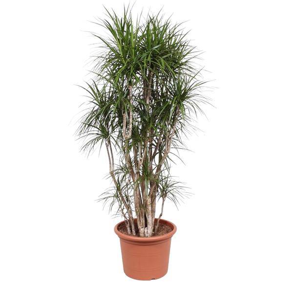 Drachenbaum - Dracaena Marginata - 220cm - ø40cm