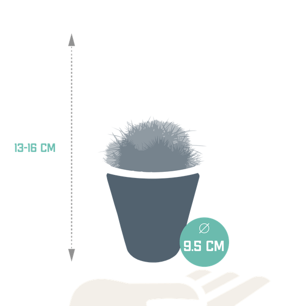 Kaktus - Bolcactus - Mix - 8,5 cm - Zimmerpflanze - in weißem Topf