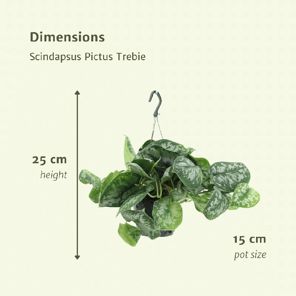 Efeutute - Scindapsus Pictus Trebie Epipremnum - Ø15cm - ↕25cm - 2 Stück