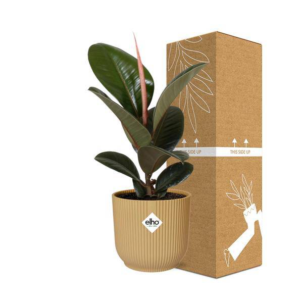 Gummibaum - Ficus Elastica 'Robusta' - Zimmerpflanze + Topf Vibes Fold 14cm Gelb