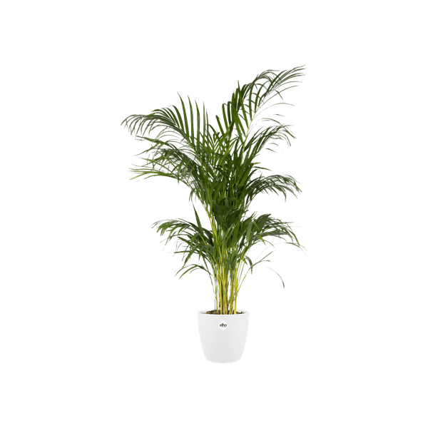 Topf Brüssel Rund Weiß – D20 x H19 – Moderner Pflanztopf aus Kunststoff – Leicht & langlebig – Für Zimmerpflanzen & Outdoor