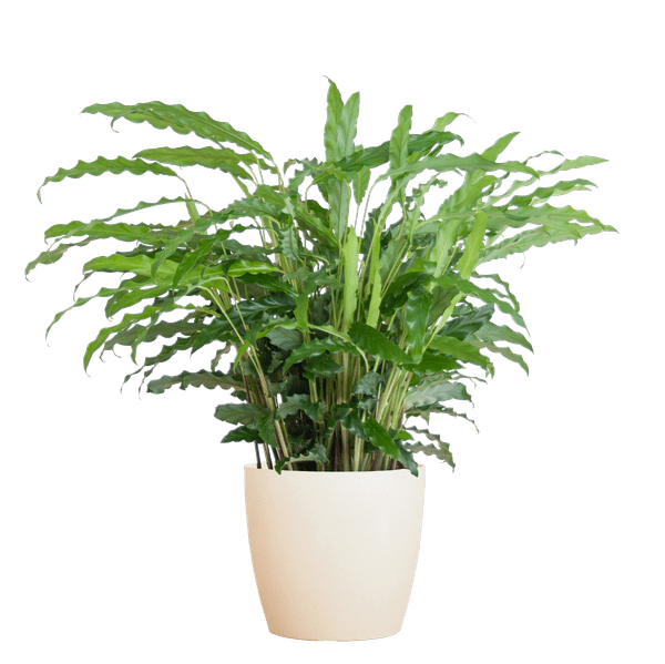Calathea Rufibarba Korbmarante – Zimmerpflanze Ø17cm – ca. 55cm hoch – samtige Blätter – inkl. Viber Weiß Topf