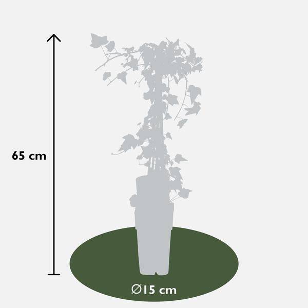 Gold-Efeu - Hedera helix 'Goldheart' - ↨65cm - Ø15cm - 4 Stück