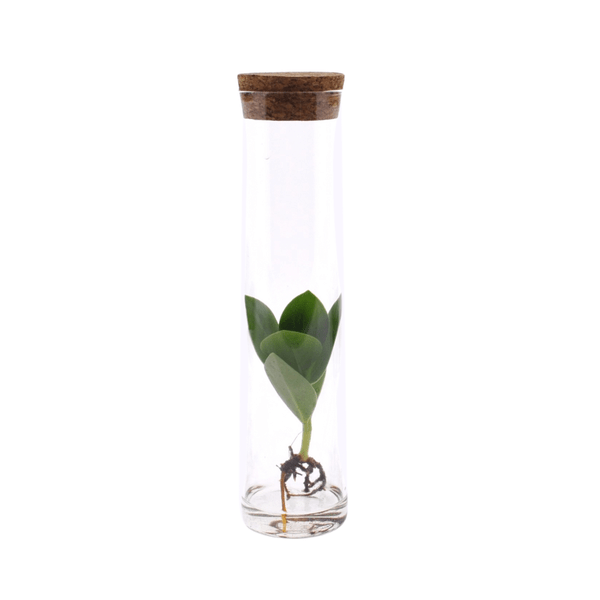 Clusia im Röhrenglas - Ø5cm - ↕15cm