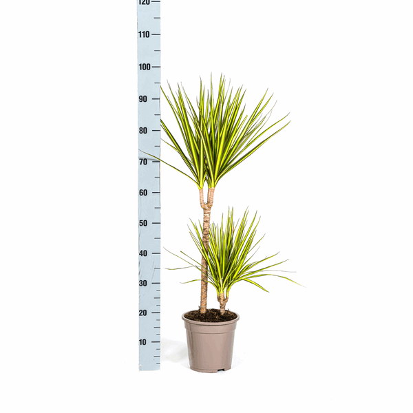 Dracaena Marginata Sonnenstrahl Ø19cm - ↕80-100cm