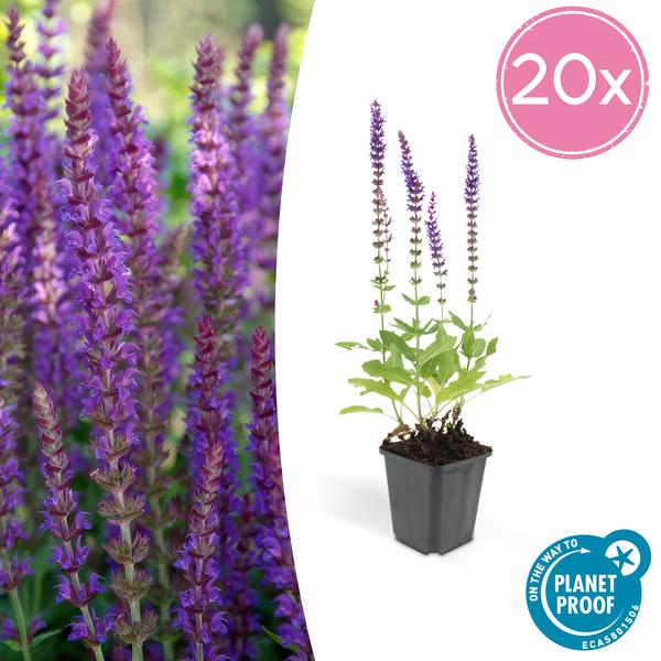 Blüten-Salbei Salvia nemorosa 'Ostfriesland' – 10–25 cm – Ø9 cm – 20 Pflanzen – Robuste, pflegeleichte Staude für Beete & Garten