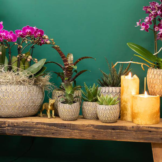 Sukkulente Haworthia Royal Highness – Grüne Zimmerpflanze – Ø6cm – Pflegeleichte Grünpflanze – Stilvolle Dekoration für Zuhause