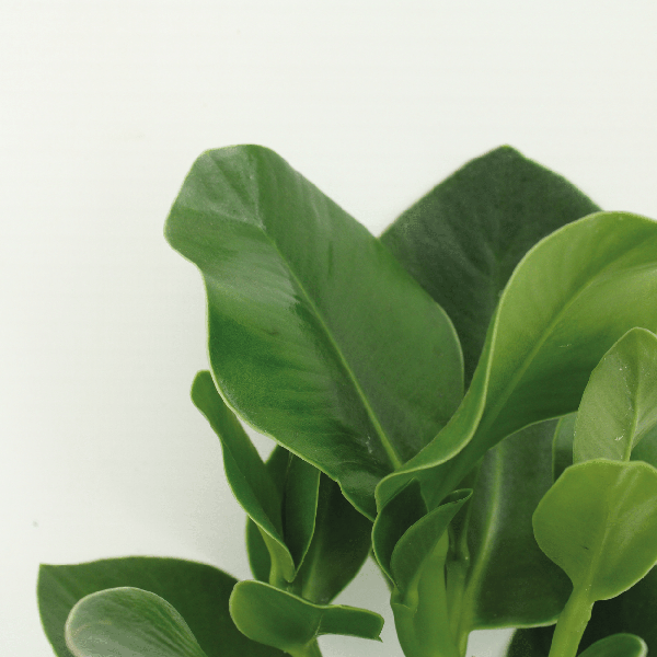 Signaturbaum - Clusia Princess - Zimmerpflanze - Ø12cm - ↕15cm - 2 Stück