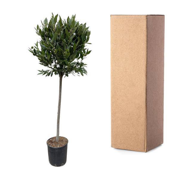 Echter Lorbeer - Laurus nobilis - 210cm - ø40cm