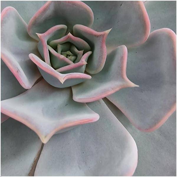 Sukkulente - Echeveria Lilacina auf Deko Tischstandard - Zimmerpflanze - Ø20 cm - ↕20 cm