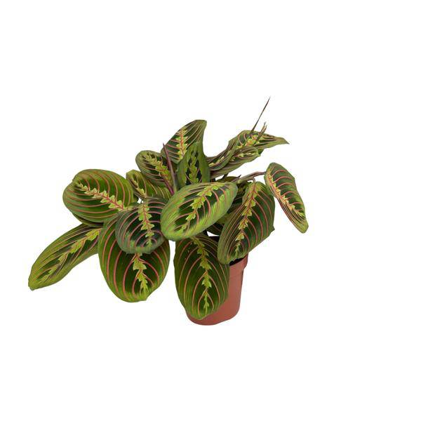 Maranta Fascinator – Pfeilwurz – Zimmerpflanze – Ø12cm Topf – ↕30cm Höhe – Pflegeleicht – Bewegliche Blätter – Halbschatten – Tropische Grünpflanze