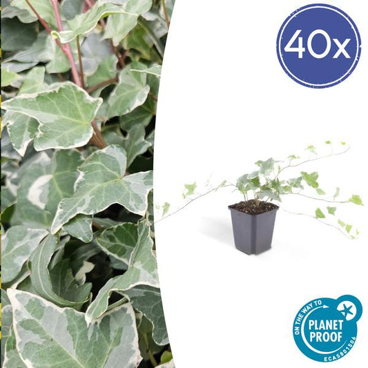 Hedera helix 'Glacier' – Weißgrüner Efeu – Ø9cm – ↕10-25cm – 40 Pflanzen – Bodendecker & pflegeleicht – schnellwachsend