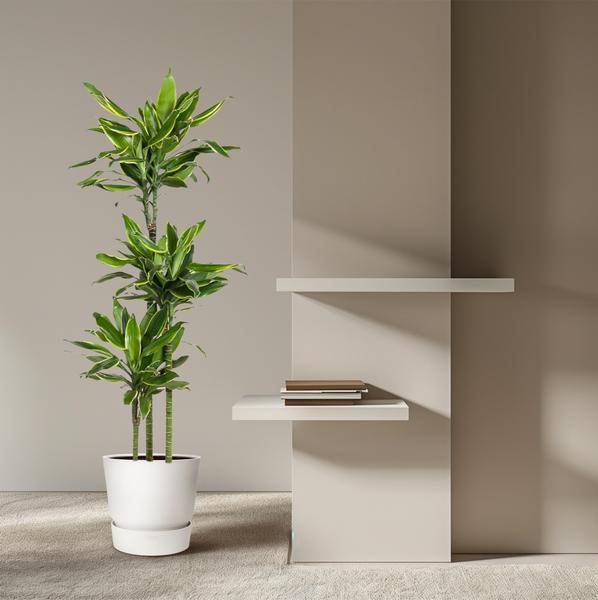 Drachenbaum - Dracaena Golden Coast - Zimmerpflanze - 160cm - ø24cm