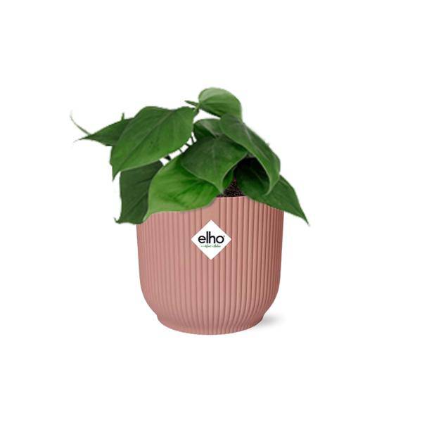 Baumfreund - Philodendron Scandens - Zimmerpflanze + Topf Vibes Fold 14cm Rosa