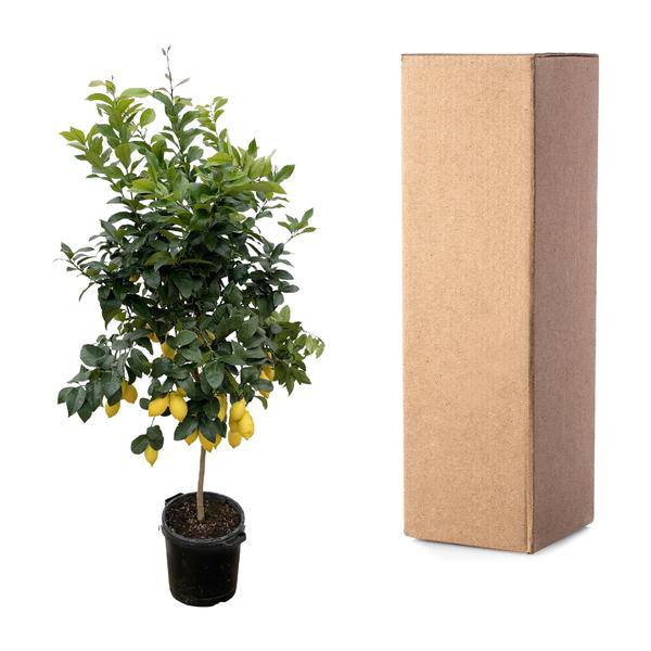 Zitronenbaum – Citrus Calamondin – Zitruspflanze 200cm – Ø40cm – Immergrüne Kübelpflanze mit duftenden Blüten & Früchten – Mediterraner Zitronenbaum für Garten, Terrasse & Wintergarten
