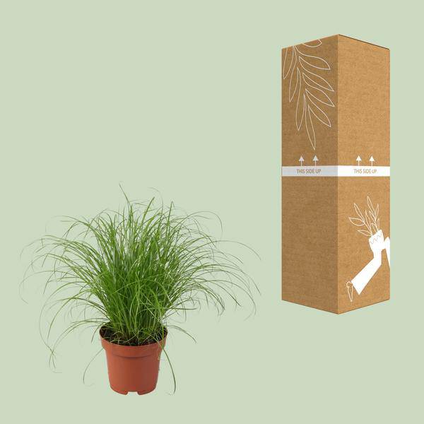 Wechselblättriges Zyperngras - Cyperus Alternifolius Zumula - Zimmerpflanze - Ø12cm - ↕28cm