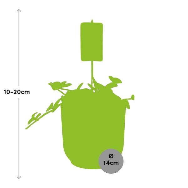 Zwergpfeffer - Peperomia 'Hope' - Zimmerpflanze + Topf Vibes Fold 14cm Rosa