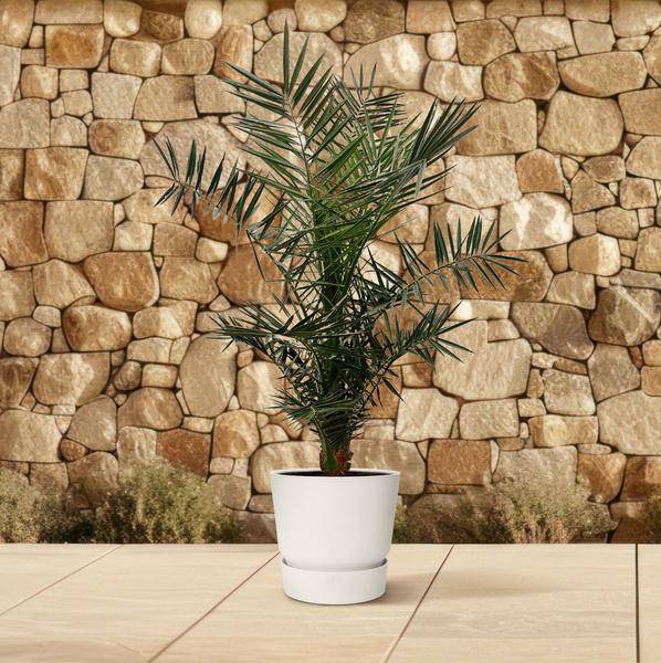 Kanarische Dattelpalme – Phoenix Canariensis – Zimmerpflanze – 130cm – Ø20cm – elegante Palme mit robustem Stamm und fiederförmigen Blättern für Innen- und Außenbereich