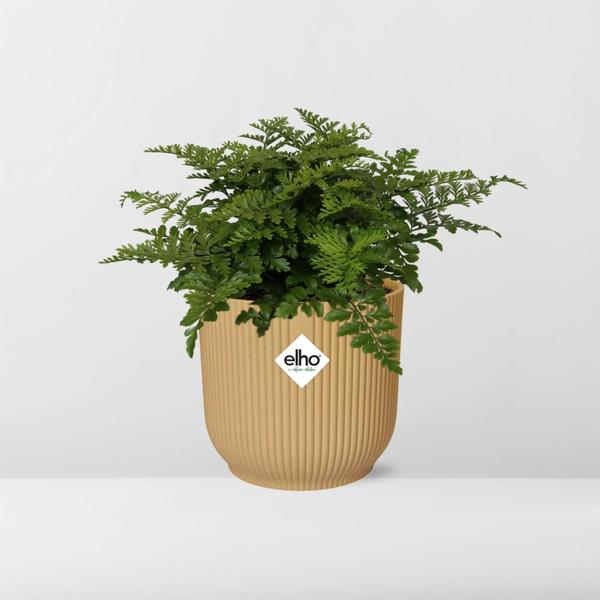 Nestfarn - Asplenium Parvati - Zimmerpflanze + Topf Vibes Fold 14cm Gelb