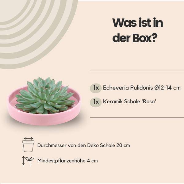 Sukkulente - Echeveria Pulidonis in Schale 'Rosa' - Zimmerpflanze - Ø20cm - ↕5cm
