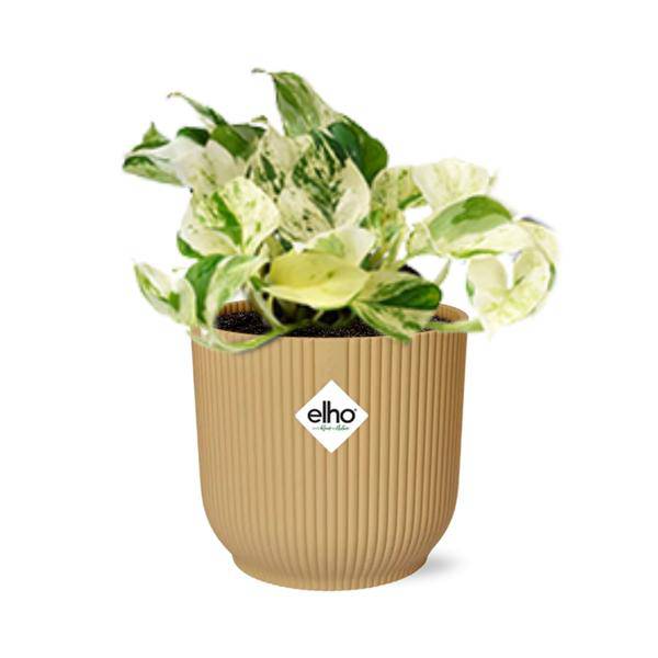 Efeutute - Epipremnum Pinnatum Happy Leaf - Zimmerpflanze + Topf Vibes Fold 14cm Gelb