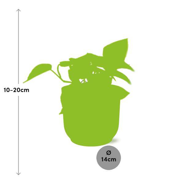 Efeutute - Epipremnum Pinnatum 'Golden Pothos' - Zimmerpflanze + Topf Vibes Fold 14cm Rosa