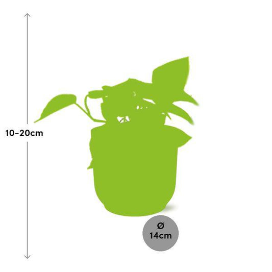 Efeutute - Epipremnum Pinnatum 'Golden Pothos' - Zimmerpflanze + Topf Vibes Fold 14cm Rosa