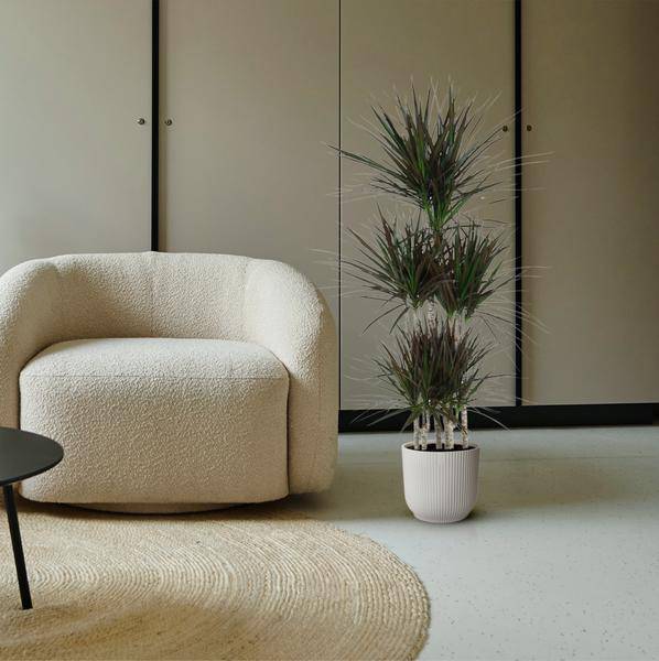 Drachenbaum - Dracaena Magenta Karussell - Zimmerpflanze -150cm - ø31cm