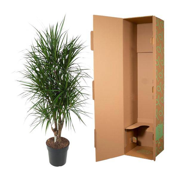Drachenbaum - Dracaena Marginata - Zimmerpflanze - 140cm - ø31cm