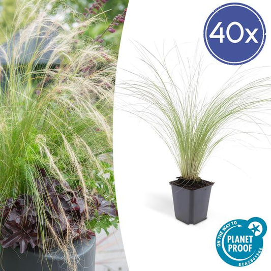 Stipa tenuissima 'Pferdeschwänze' – 40 Pflanzen – Federgras – Ziergras – Luftig & Graziles Gras – Blüht Mai–September – Sonniger Standort