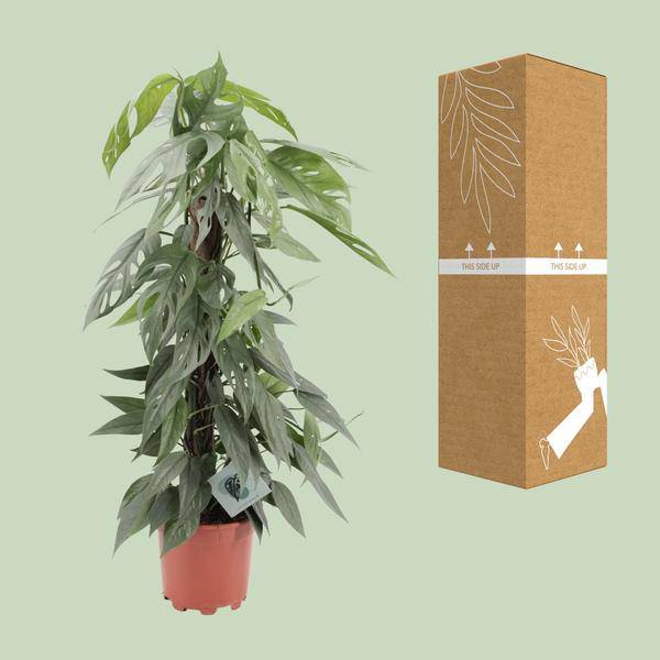 Efeutute - Epipremnum Cebu Blau - Zimmerpflanze - Ø17cm - ↕65cm