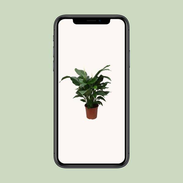 Einblatt - Spathiphyllum Sweet Silvana - Zimmerpflanze - Ø24cm - ↕80cm