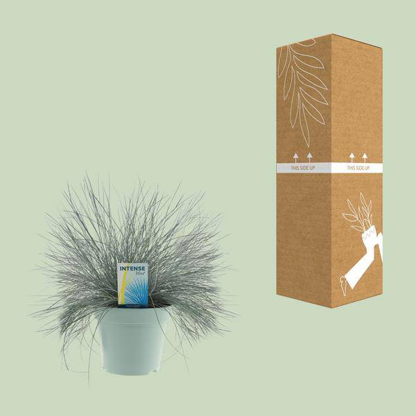 Blauschwingel - Festuca Glauca Intense Blue - Zimmerpflanze - Ø17cm - ↕35cm