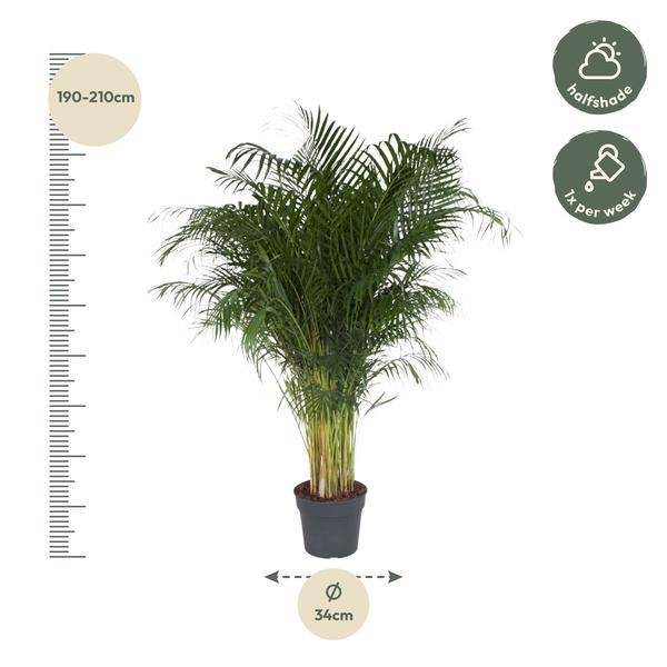 Goldfruchtpalme – Dypsis Lutescens – Areca-Palme – Zimmerpflanze – 200 cm hoch – Ø34 cm Topf – Tropisches Grün für Wohnzimmer & Büro – Luftreinigend & pflegeleicht