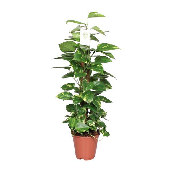 Efeutute - Epipremnum Scindapsus Pinnatum - Moosstock - Zimmerpflanze - Ø19cm - ↕80cm