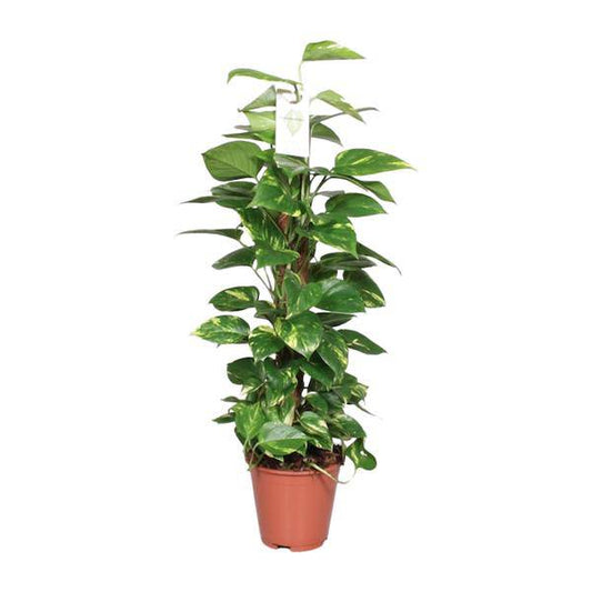 Efeutute Epipremnum Scindapsus Pinnatum – Goldene Efeutute am Moosstock – Ø19cm – ↕80cm – Luftreinigende Zimmerpflanze mit herzförmigen Blättern – Pflegeleicht & dekorativ – Für Wohnzimmer & Büro