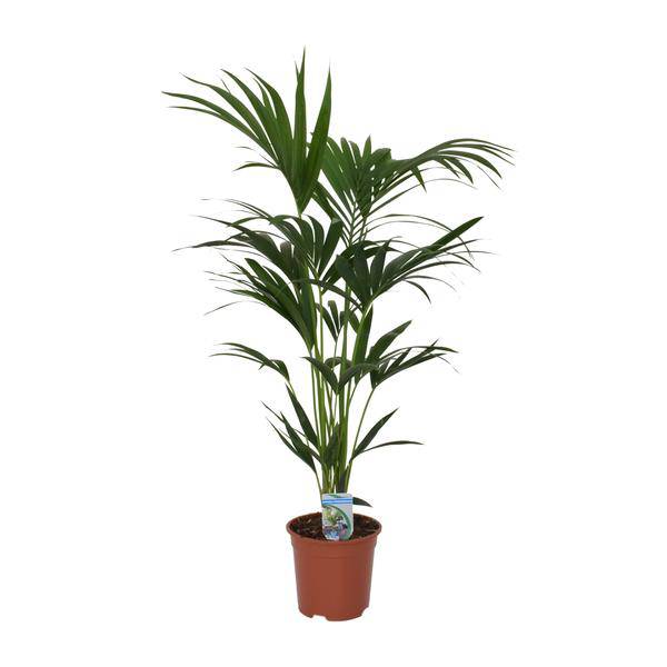 Kentia Palme Howea forsteriana – Zimmerpflanze – Ø21cm – 120cm Höhe – tropische Zimmerpalme – luftreinigend & pflegeleicht