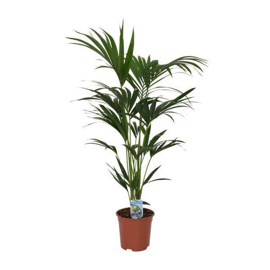Kentia Palme Howea forsteriana – Zimmerpflanze – Ø21cm – 120cm Höhe – tropische Zimmerpalme – luftreinigend & pflegeleicht