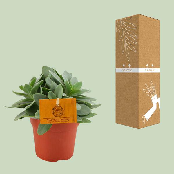 Senecio Cephalophorus – Kreuzkraut Ruby Slippers – Sukkulente Zimmerpflanze oder Gartenpflanze – Ø10.5cm – Höhe ca. 15cm