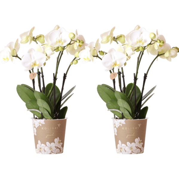 Phalaenopsis Orchideen Weiß – 2 Orchideen – Zimmerpflanzen mit langanhaltender Blüte – Ø12cm Töpfe – Frisch vom Bauern – Elegante Wohnraum-Deko
