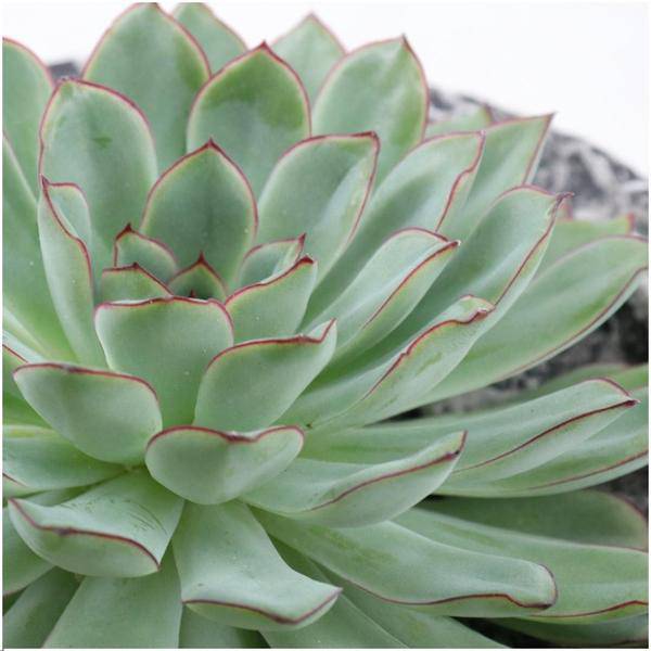 Sukkulente - Echeveria Pulidonis in Schale 'Concrete' - Zimmerpflanze - Ø20 cm - ↕5 cm